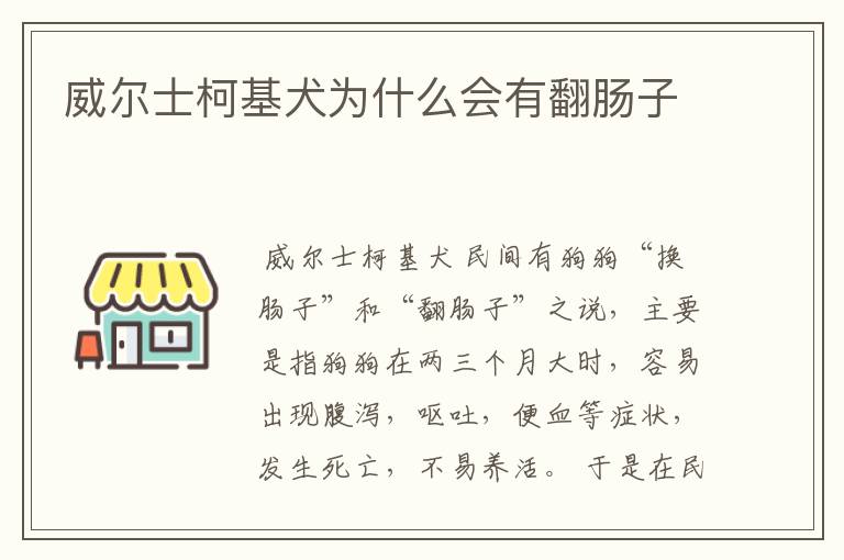 威尔士柯基犬为什么会有翻肠子