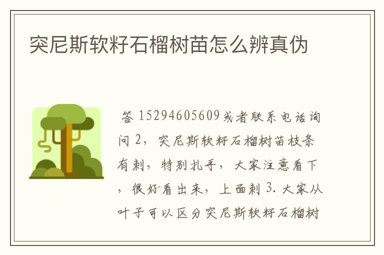 突尼斯软籽石榴树苗怎么辨真伪