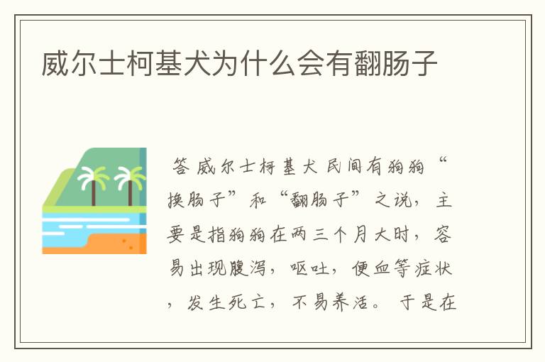 威尔士柯基犬为什么会有翻肠子