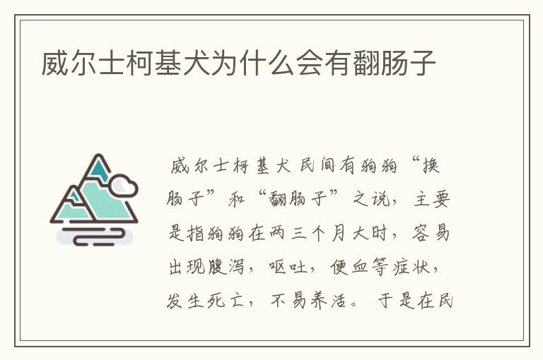 威尔士柯基犬为什么会有翻肠子